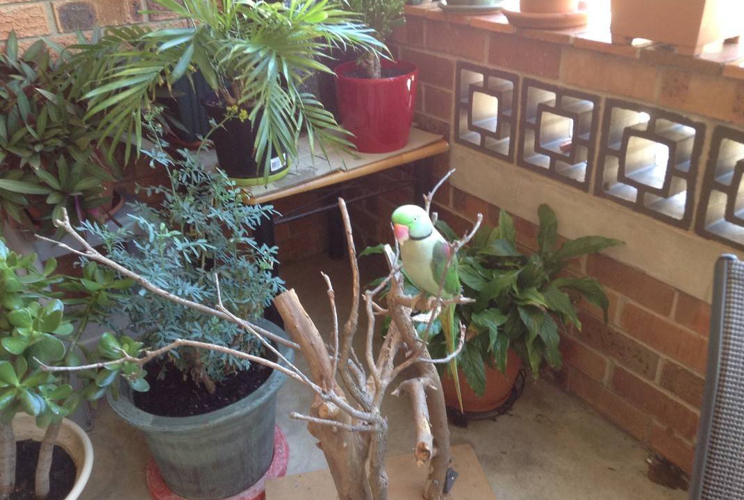 Photo of Patio Balcony in Cronulla