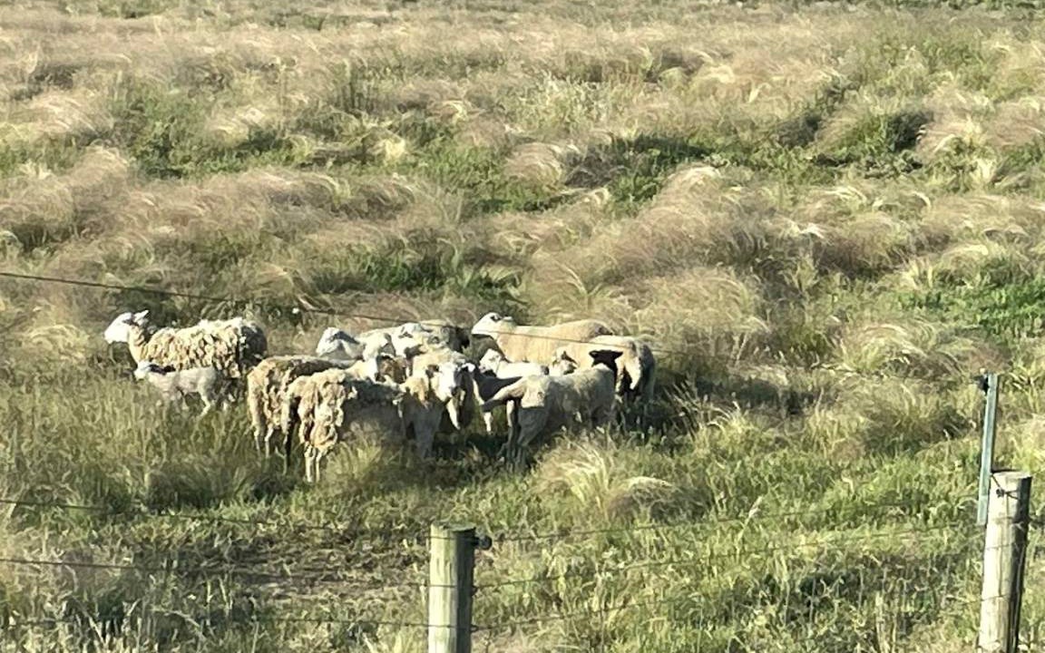 Photo of Others in Glenmore