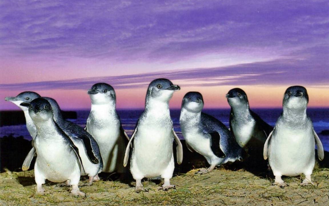 Photo of Others in Kilcunda