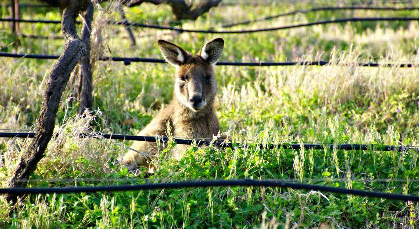 Photo of Others in Lovedale