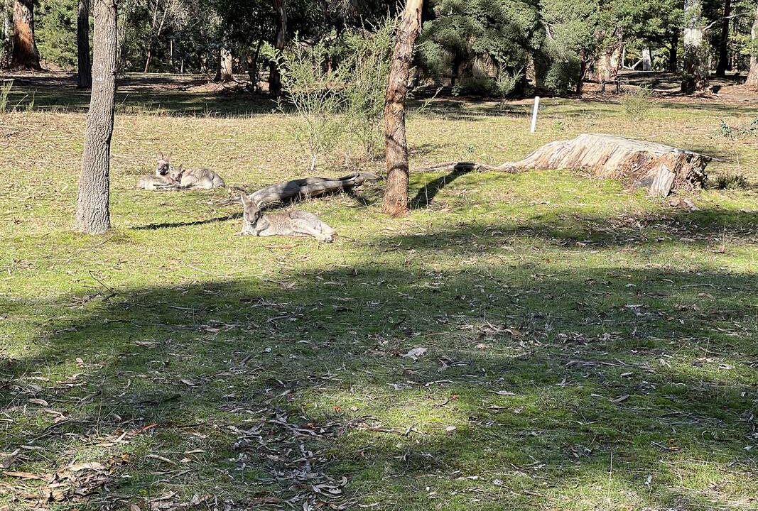 Photo of Others in Halls Gap