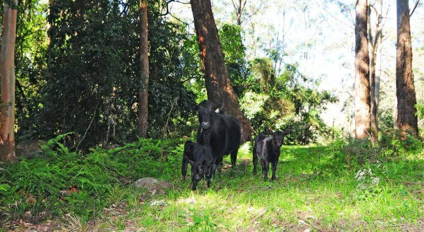 Photo of Others in Kangaroo Valley
