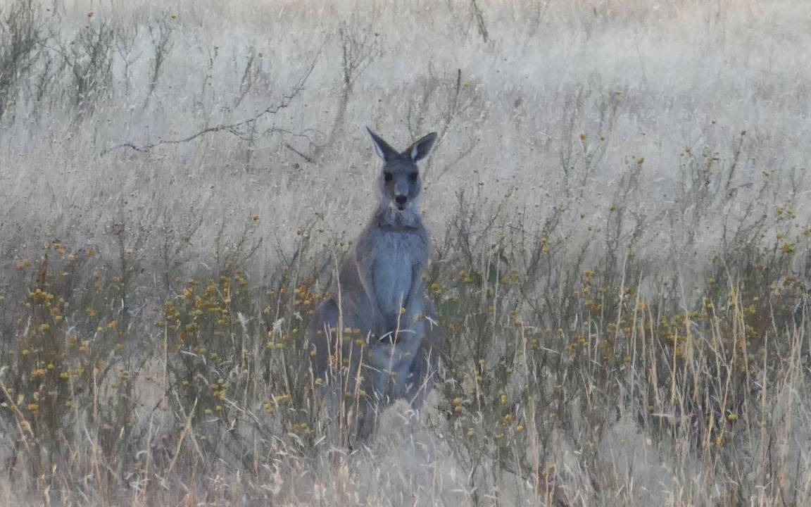 Photo of Others in Costerfield