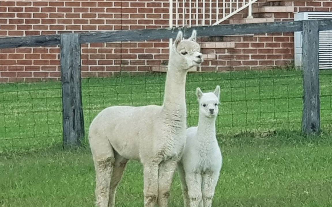 Photo of Others in Dooralong