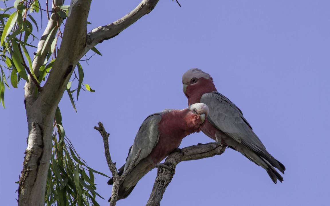 Photo of Others in Mannum