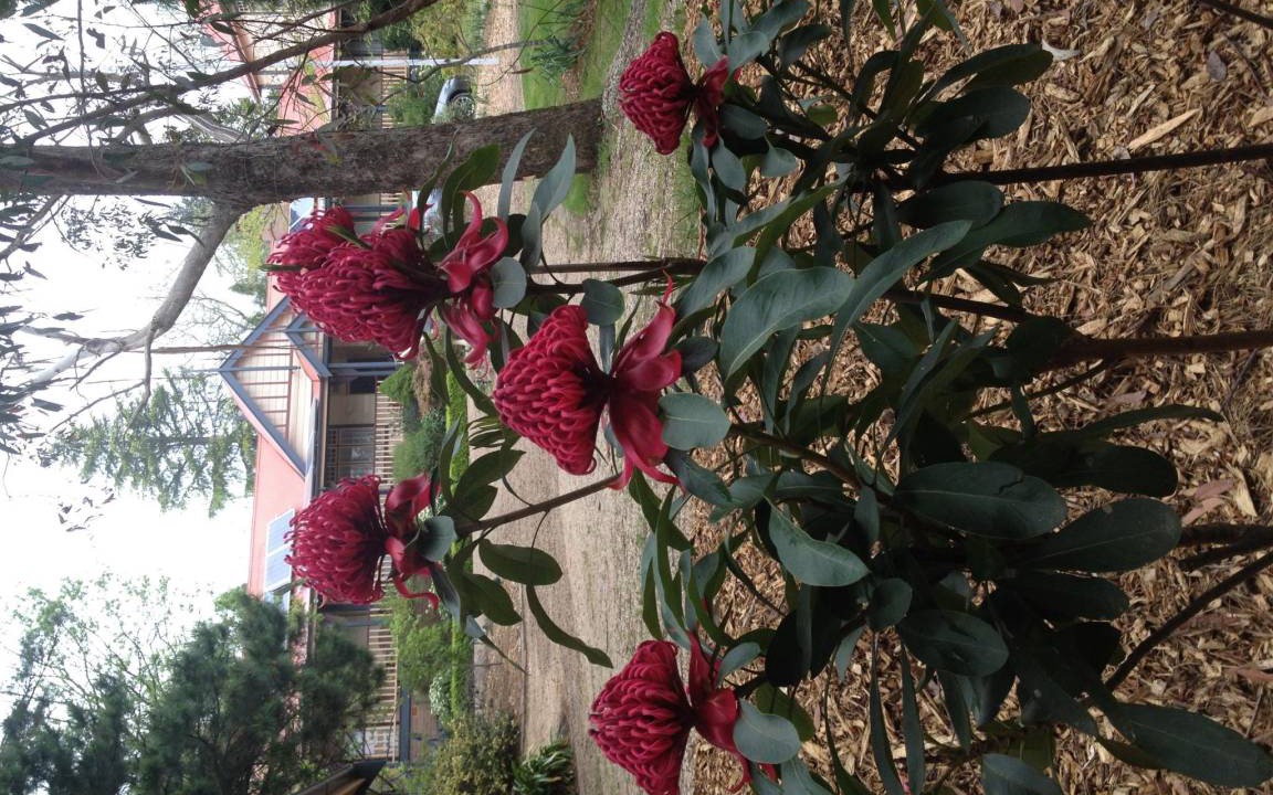 Photo of Others in Leura