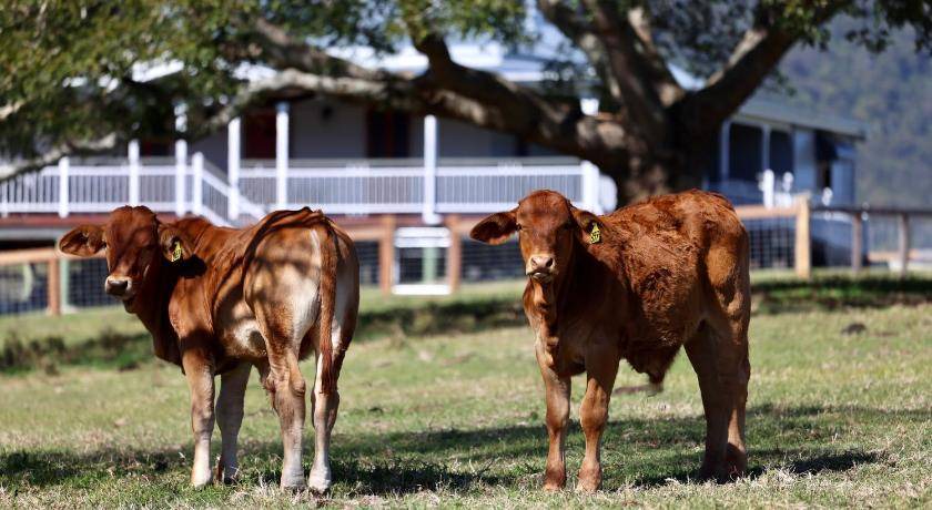 Photo of Others in Conondale
