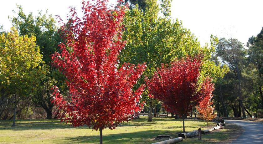 Photo of Others in Beechworth