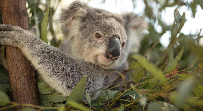 Photo of Others in Oxenford