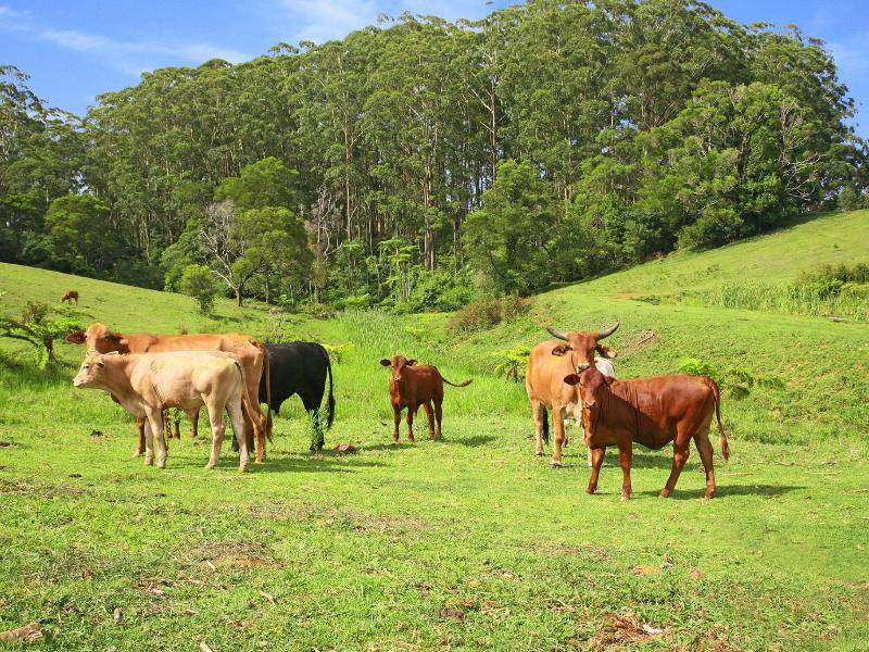 Photo of Others in Booroobin