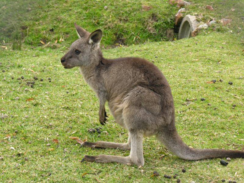 Photo of Others in Halls Gap