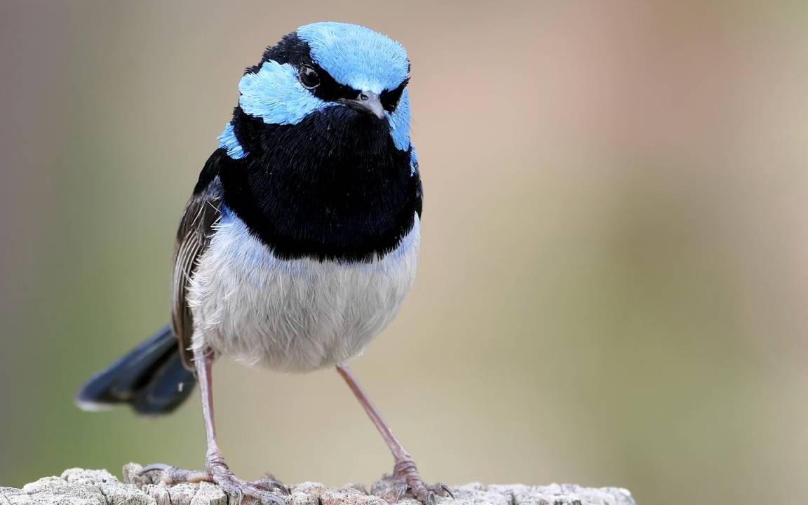 Photo of Others in Costerfield