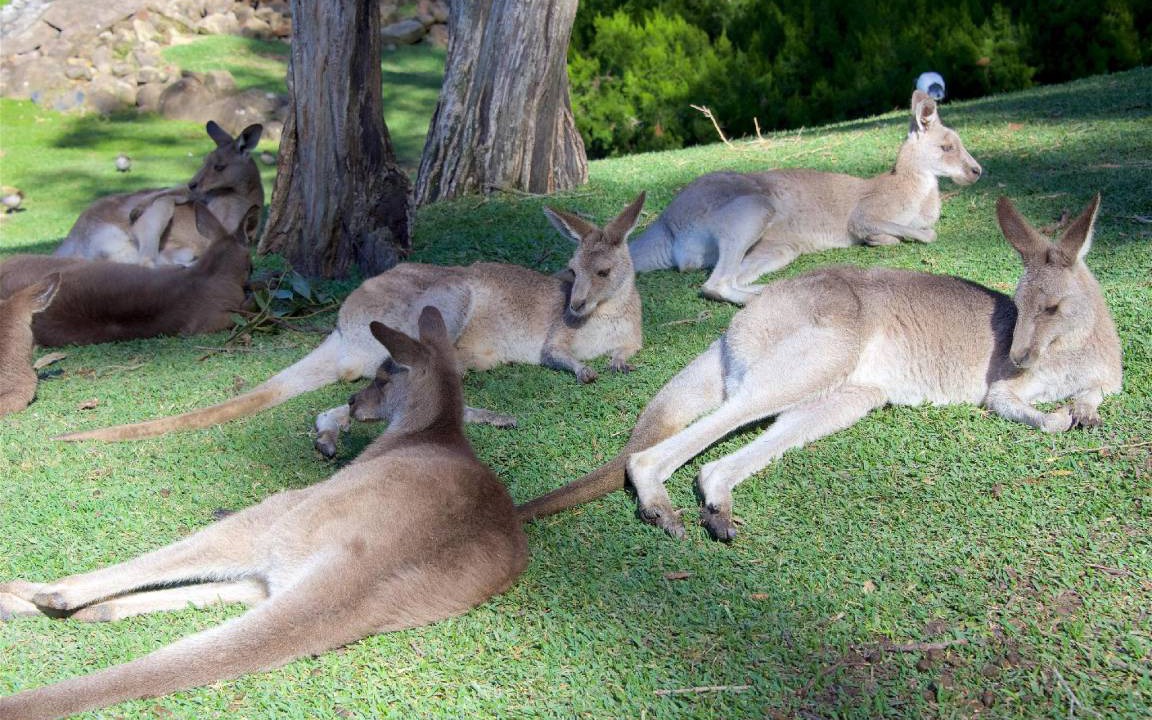 Photo of Others in Tugun