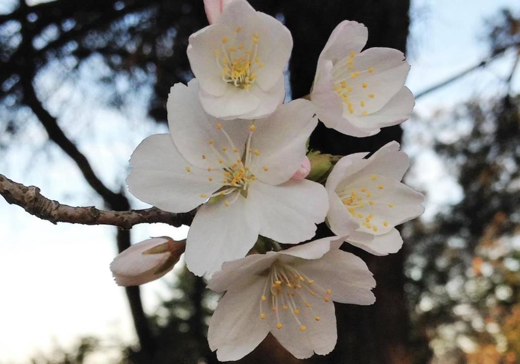 Photo of Others in Leura