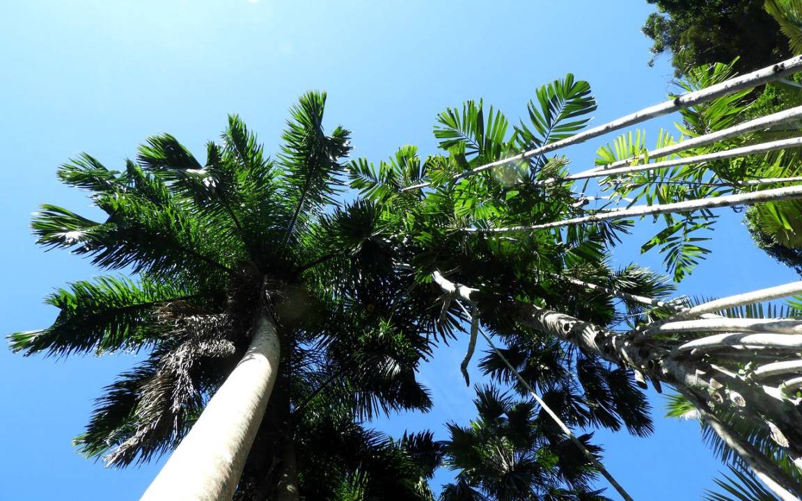 Photo of Others in Cape Tribulation