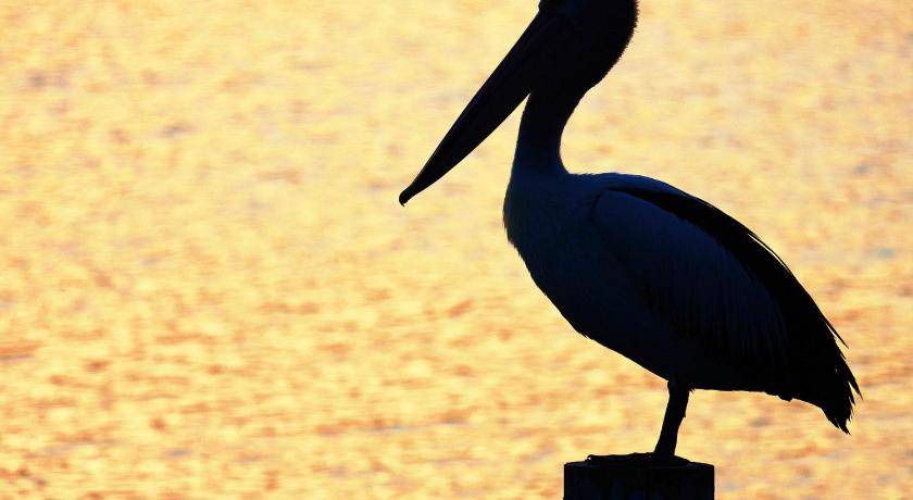 Photo of Others in Tuncurry