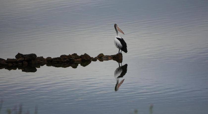 Photo of Others in Pelican Lagoon