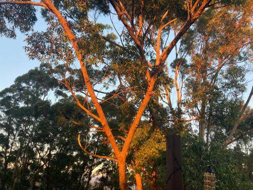 Photo of Outdoor in Buderim