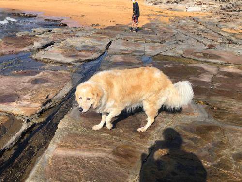 Photo of Others in Dee Why