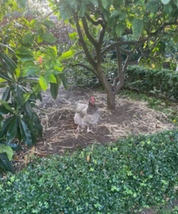 Photo of Outdoor in Frankston South