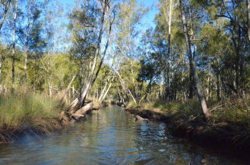 Photo of Others in Lower Mangrove