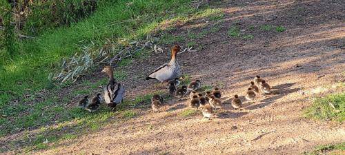 Photo of Others in Paringa