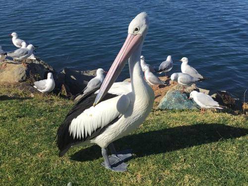 Photo of Others in Port Macquarie