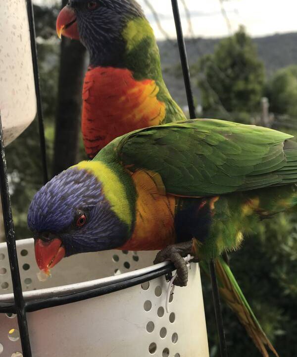 Photo of Others in Berowra