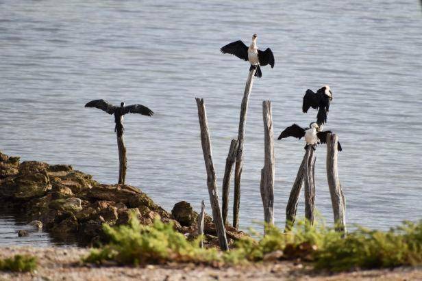 Photo of Others in Pelican Lagoon