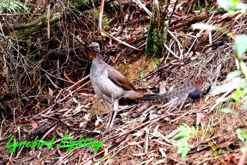 Photo of Others in Katoomba
