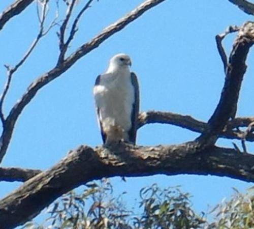 Photo of Others in Pelican Waters