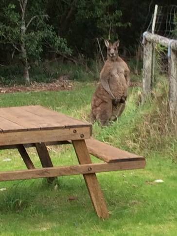 Photo of Others in Tuross Head