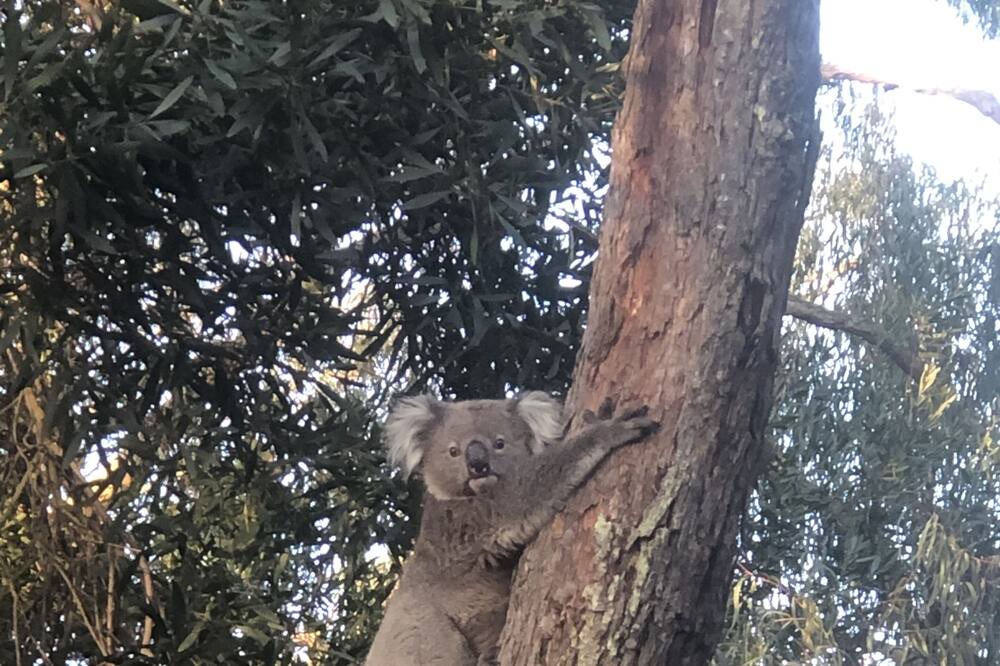 Photo of Others in Langwarrin South