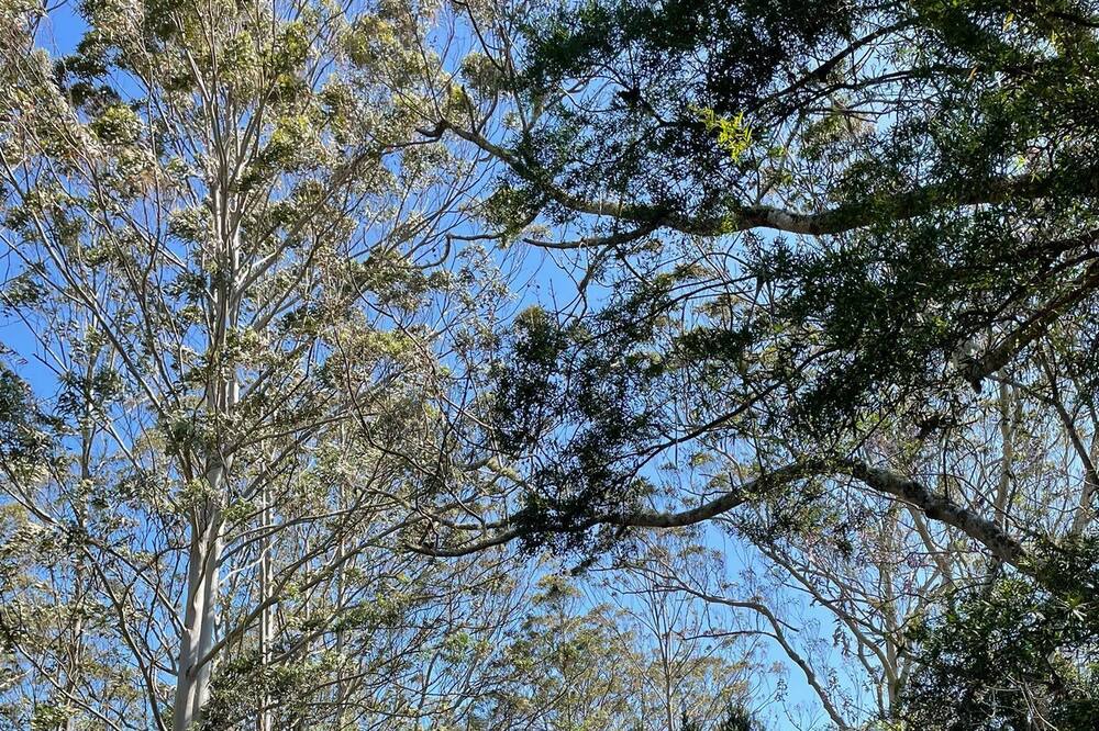 Photo of Others in Kangaroo Valley