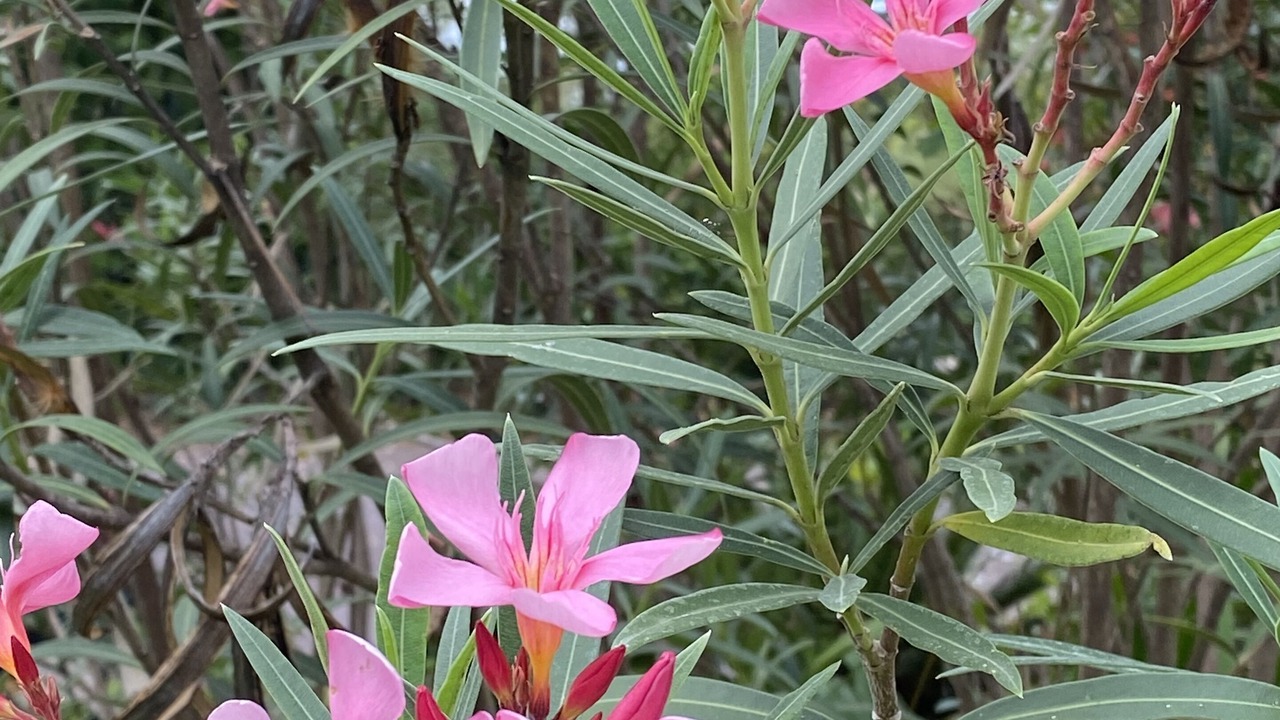 Photo of Outdoor in Girraween