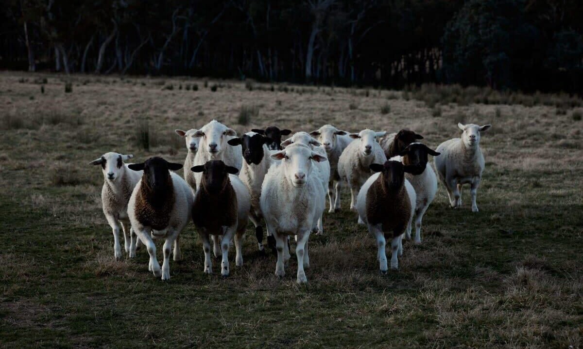 Photo of Others in Towrang