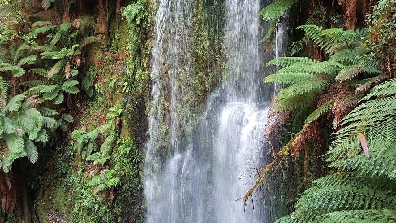Photo of Outdoor in Beech Forest