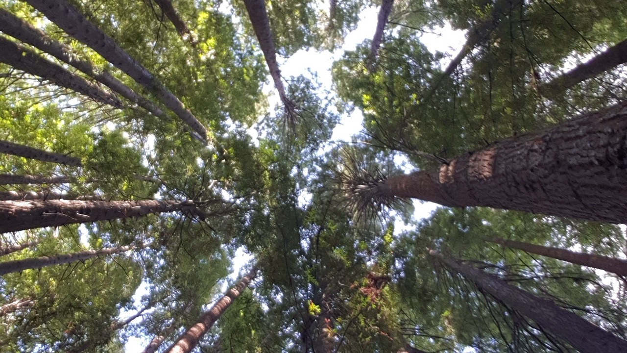 Photo of Outdoor in Beech Forest