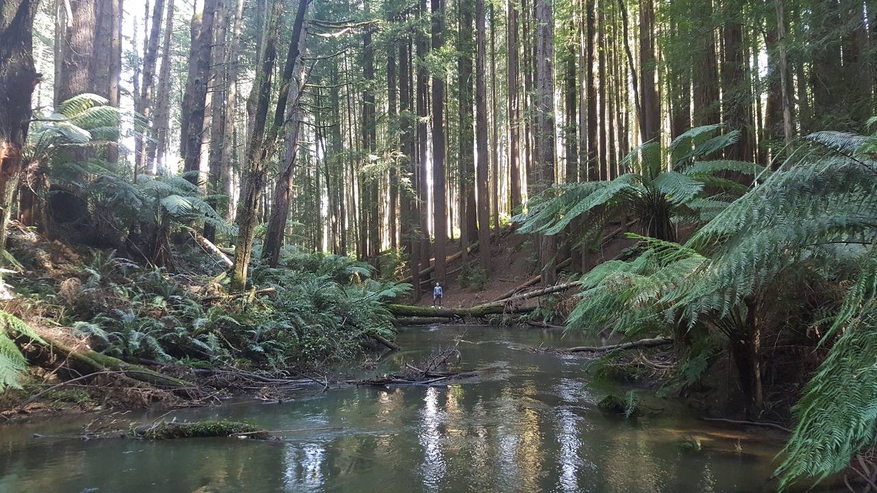Photo of Outdoor in Beech Forest