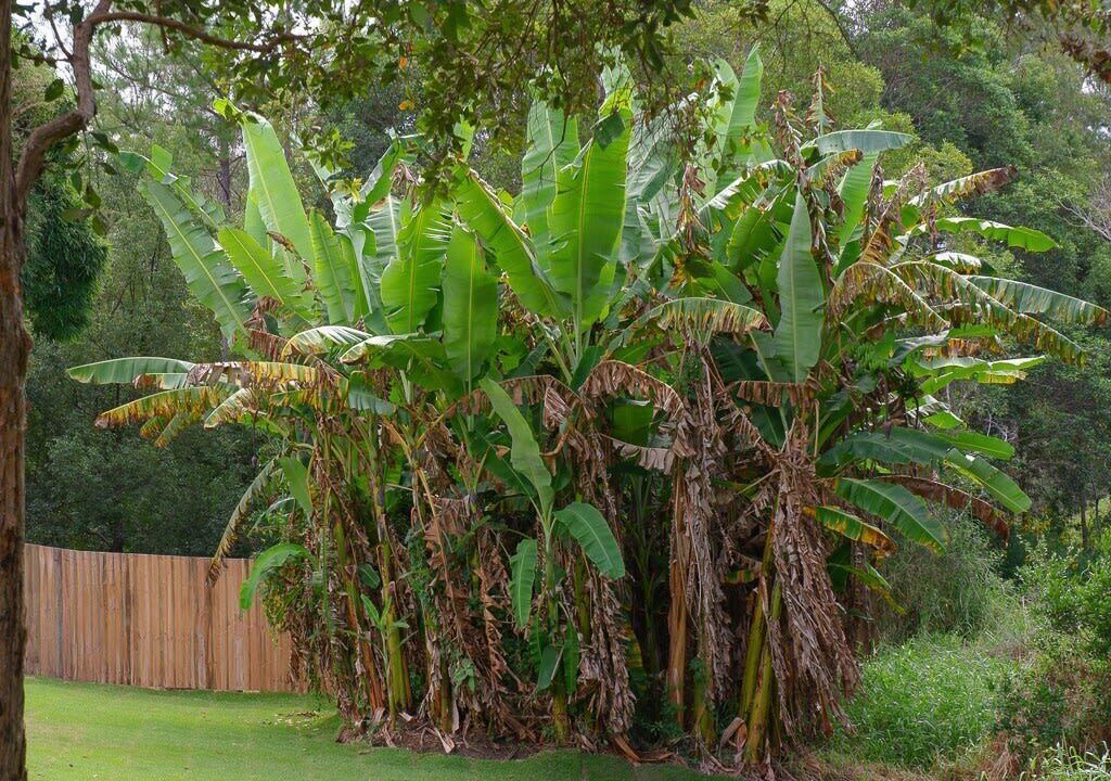 Photo of Outdoor in Mooloolah Valley