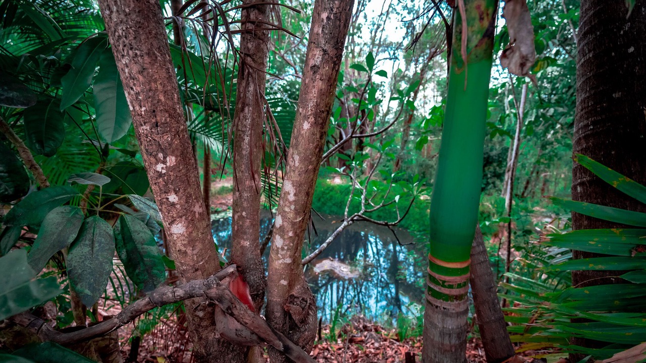 Photo of Outdoor in Mudgeeraba