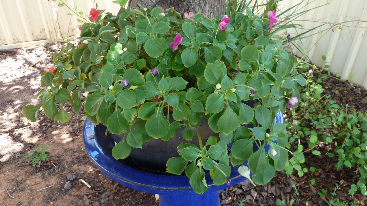 Photo of Outdoor in Mildura