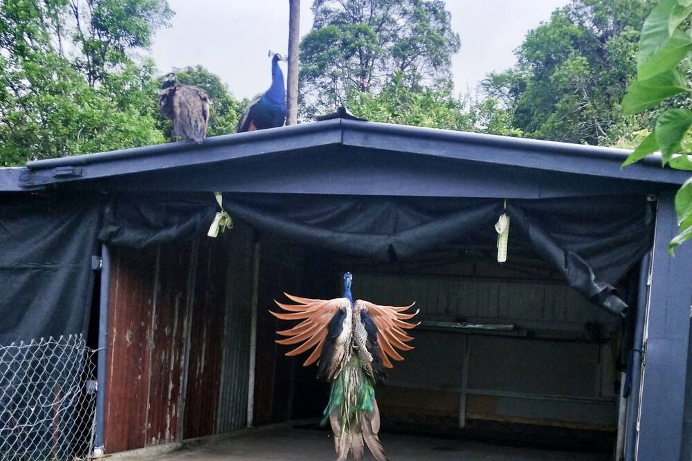 Photo of Others in Nimbin