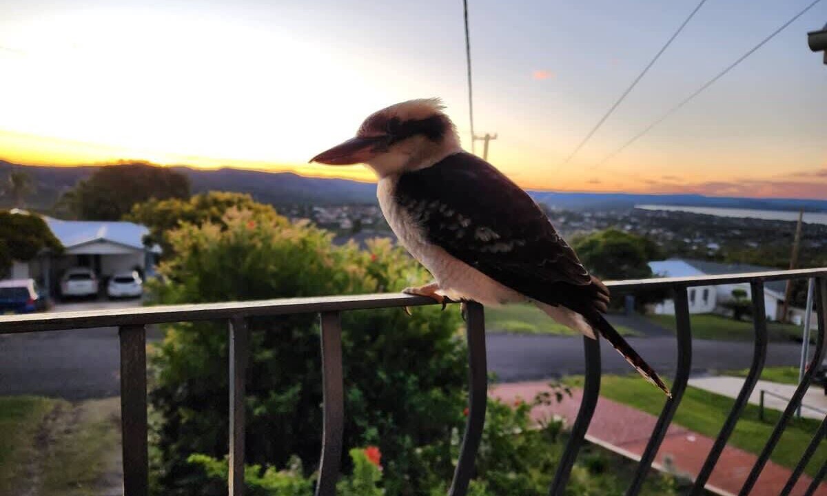Photo of Patio Balcony in Bateau Bay