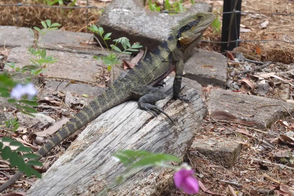 Photo of Others in Landsborough
