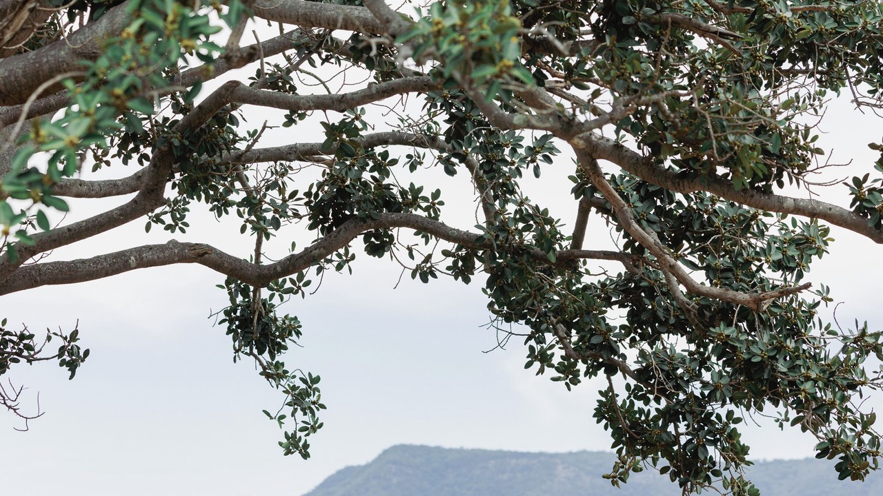 Photo of Outdoor in Pokolbin
