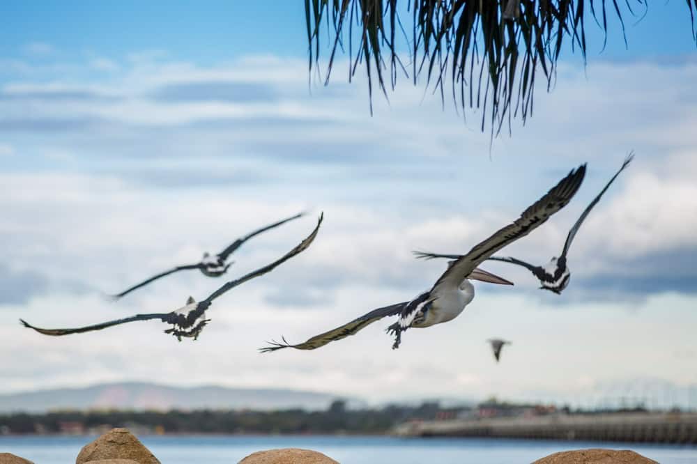 Photo of Others in Redcliffe