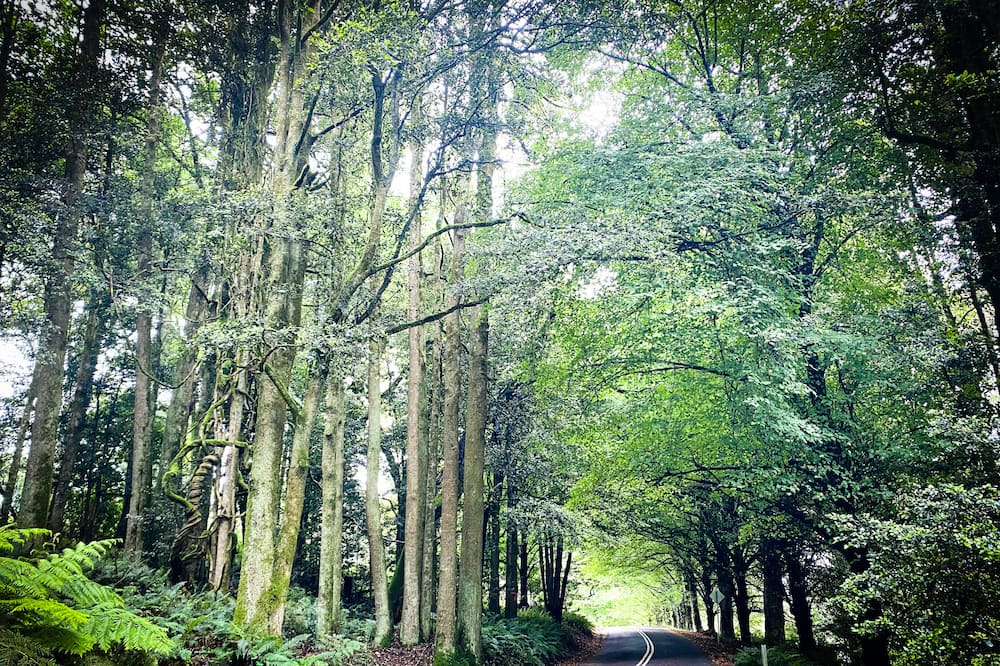 Photo of Outdoor in Mount Wilson