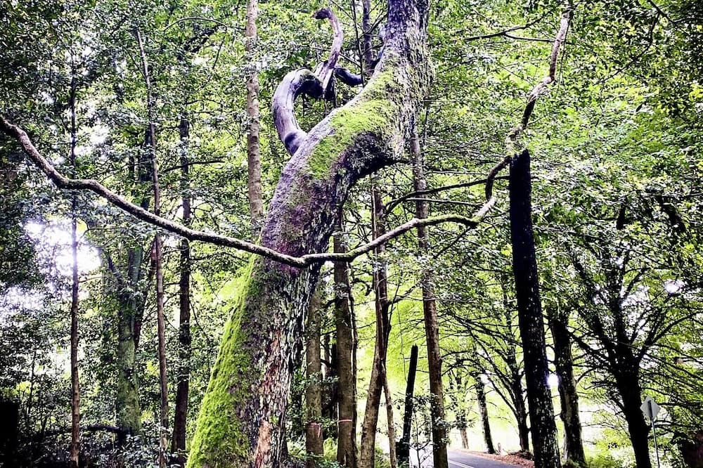 Photo of Others in Mount Wilson