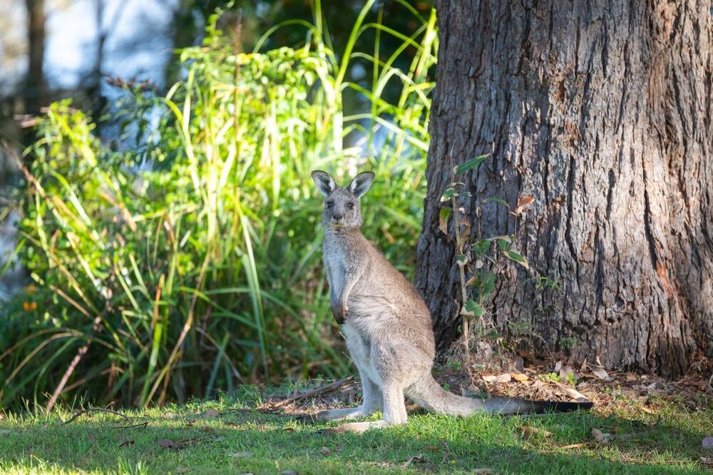 Photo of Others in Wallaga Lake